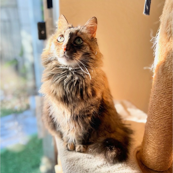 Meet your Posher, Kristy - Picture 3 of 10